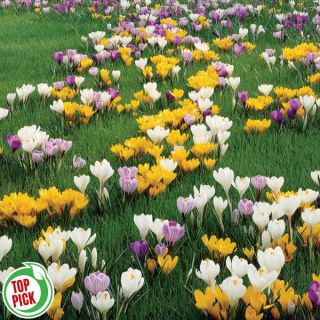 Giant Crocus Mix bulk Thumbnail